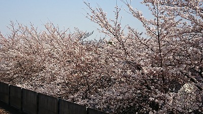 桜桜.jpg